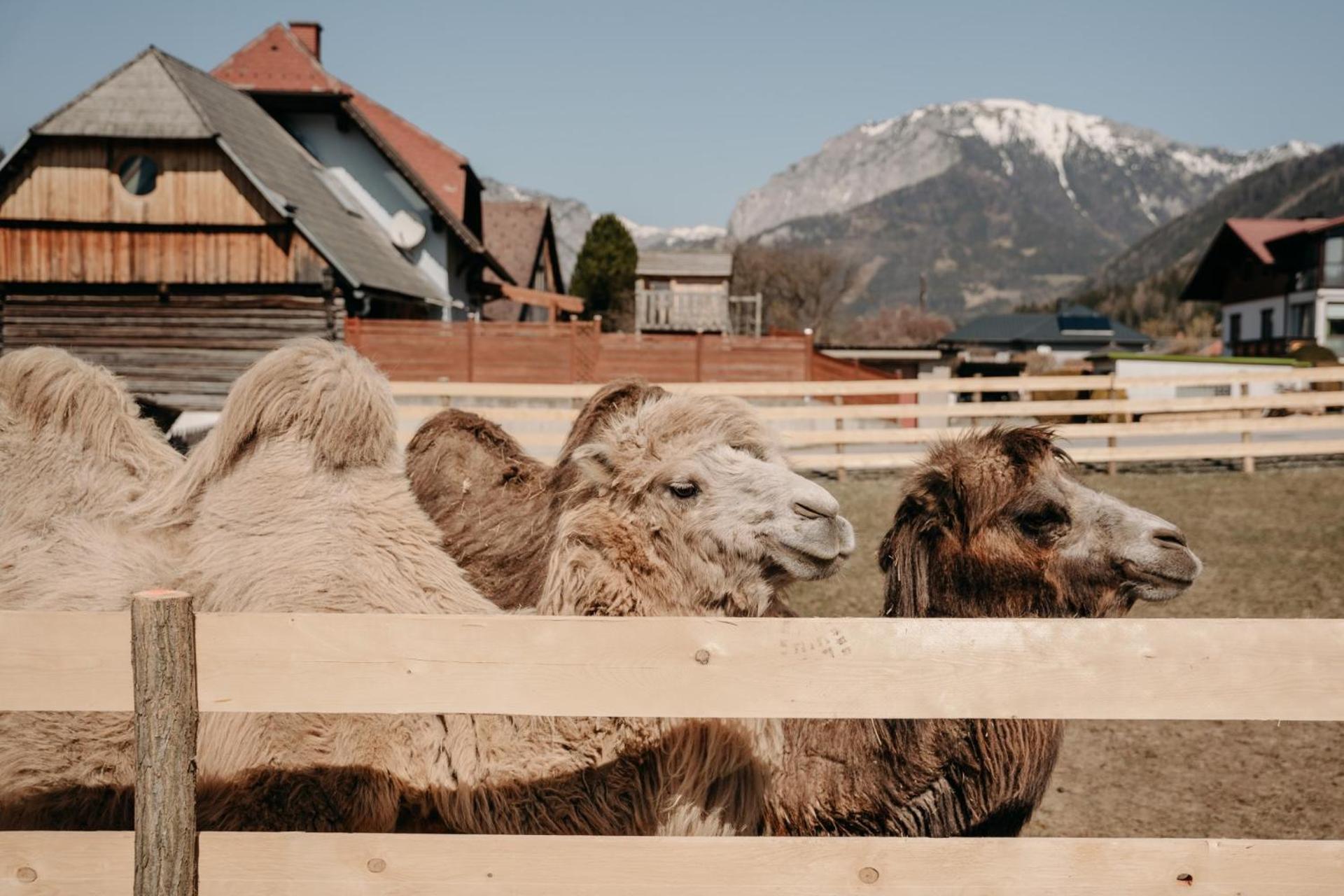 Alpakas, Lamas Und Rentiere Zum Gruenen See Grossdorf  Exterior foto