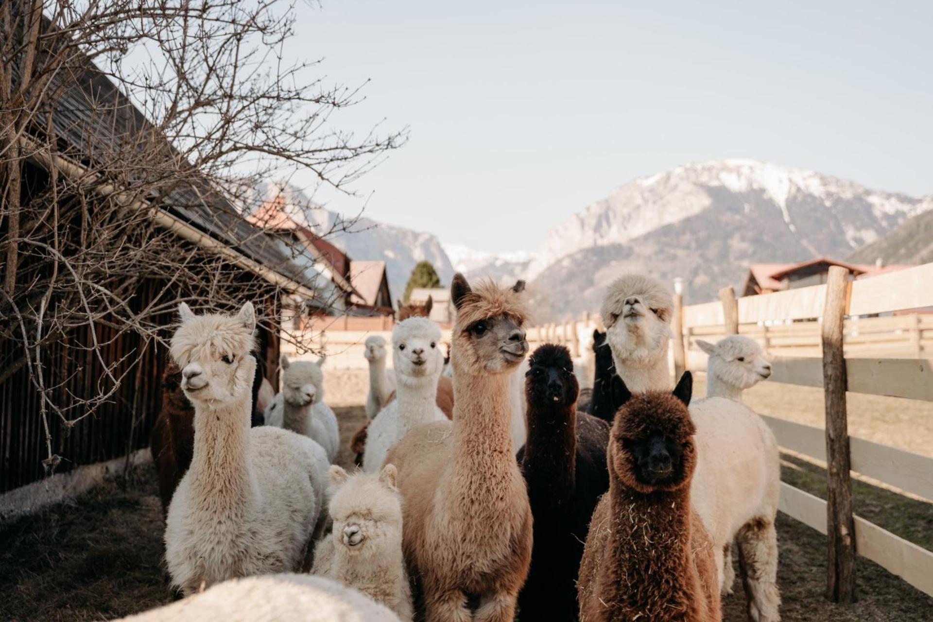 Alpakas, Lamas Und Rentiere Zum Gruenen See Grossdorf  Exterior foto